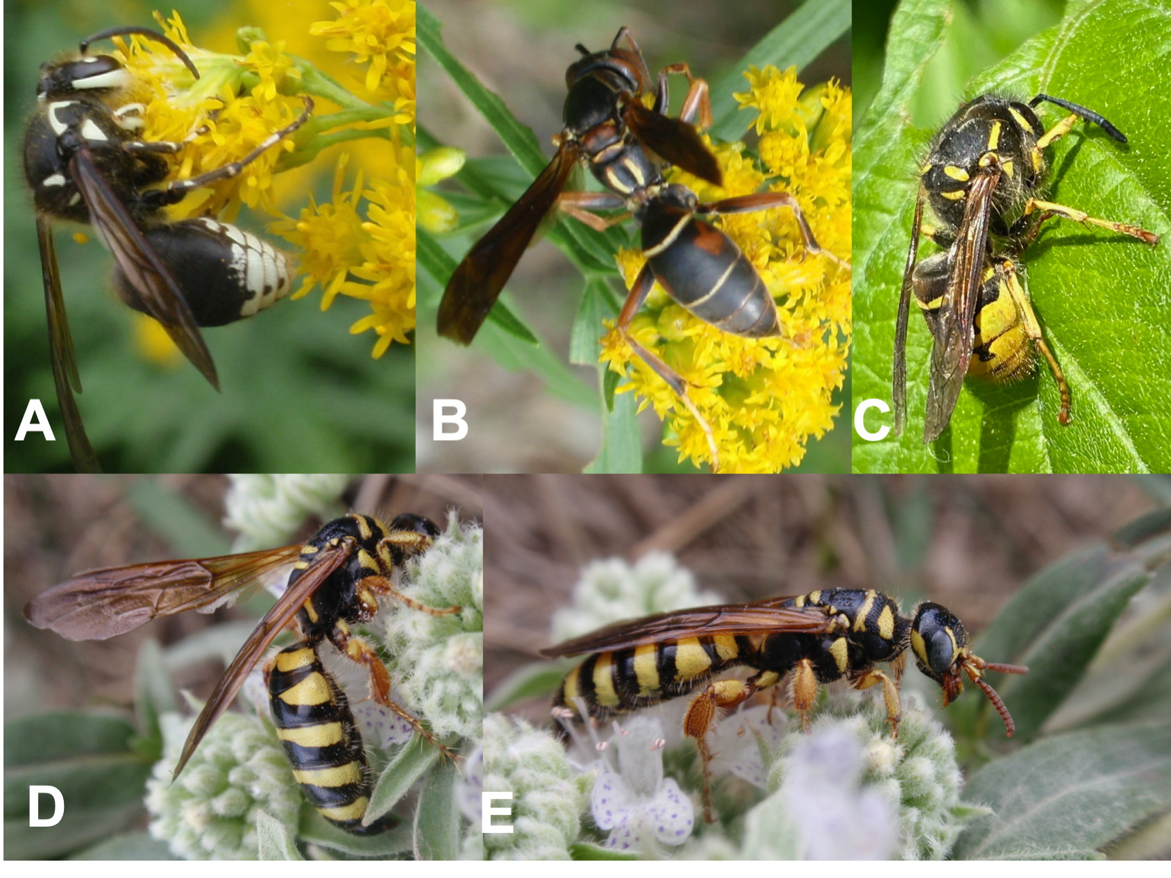 A comparison of some of Michigan’s wasps
